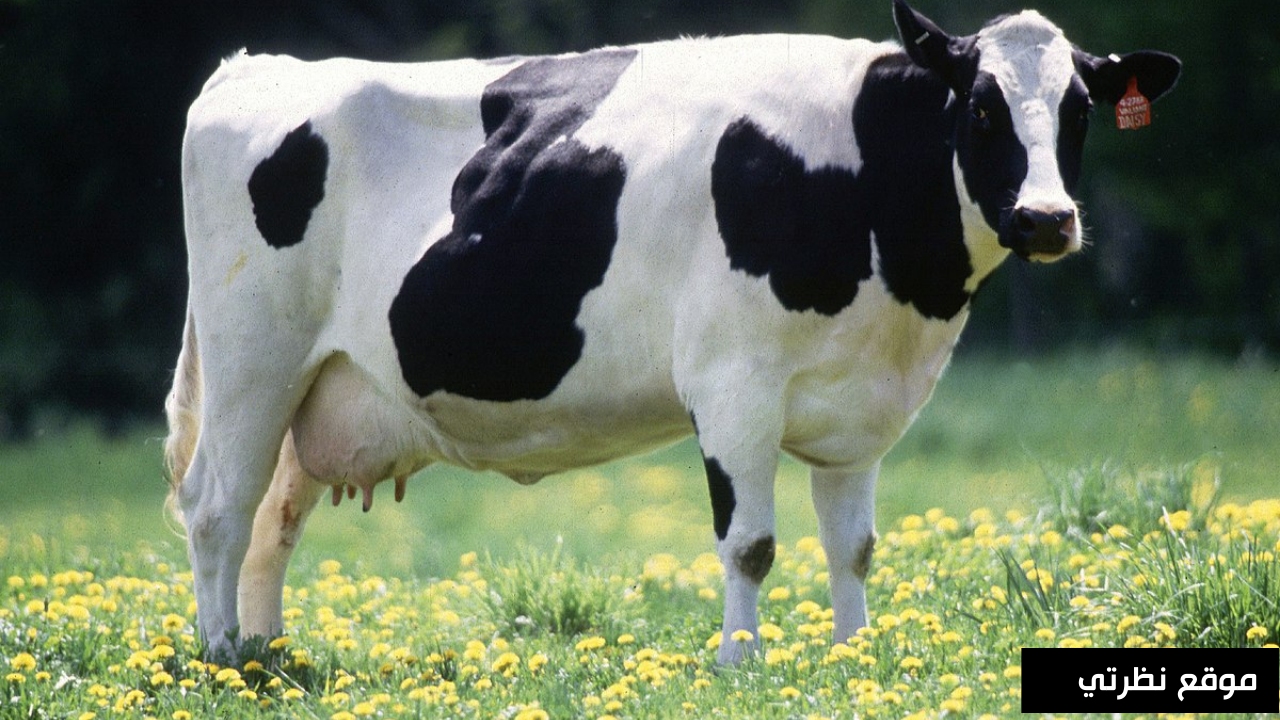 تفسير حلم رؤية البقرة في المنام لابن سيرين والنابلسي