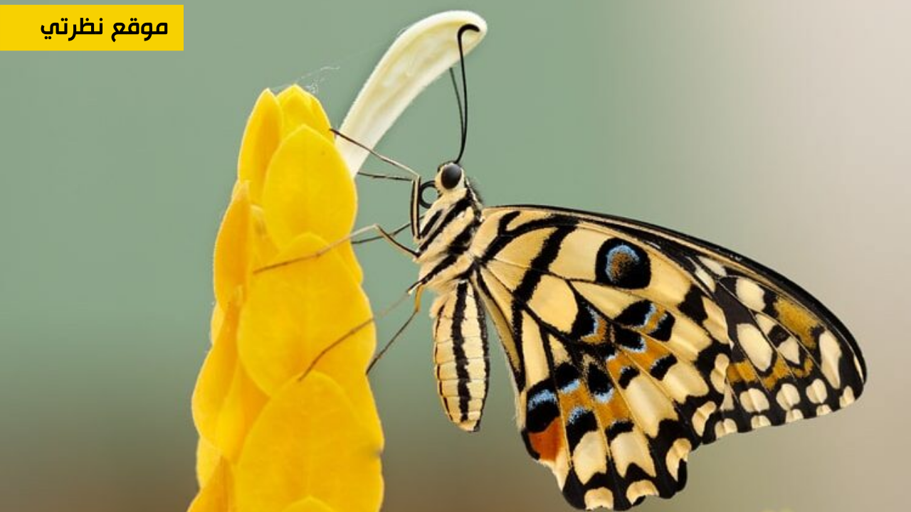 تفسير حلم رؤية الفراشة في المنام عند ابن سيرين والنابلسي