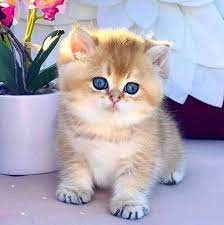 اسماء قطط ملكية اناث ومعانيها 2025