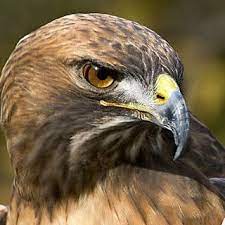 بوستات فيسبوك للطيور الجارحة