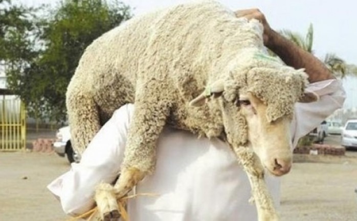 ما هي شروط الاضحية وكيفية توزيعها وجميع أحكامها