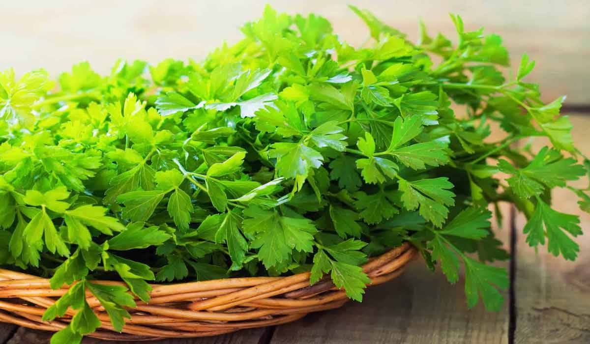 تجربتي مع البقدونس للإجهاض