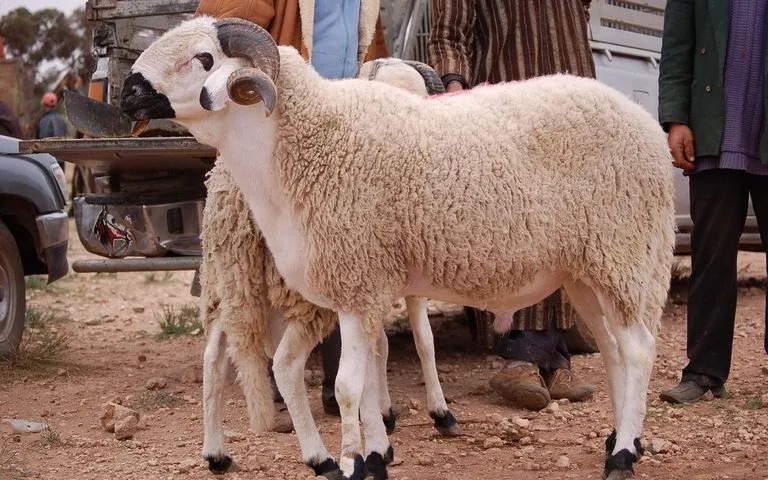 دعاء النحر يوم عيد الأضحى 1446 مكتوب | دعاء الأضحية عند الذبح من السنة