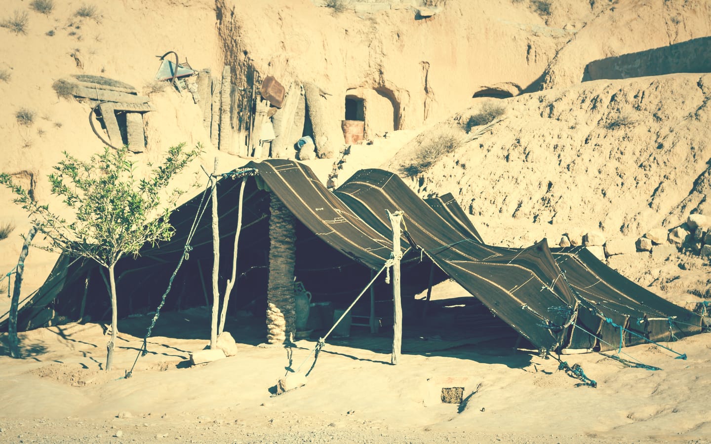 القاسمي وش يرجع ، نسب قبيلة القاسمي من وين