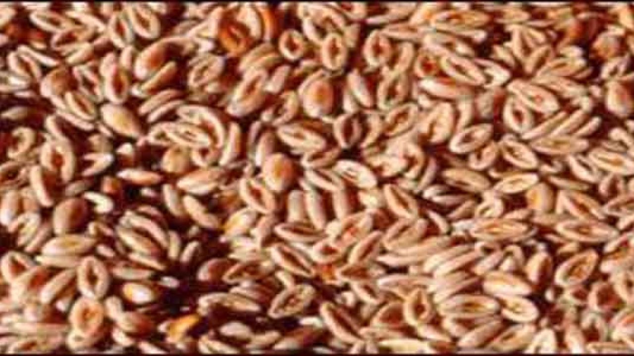 تجربتي مع بذور القطونا للقولون وطريقة استعمالها