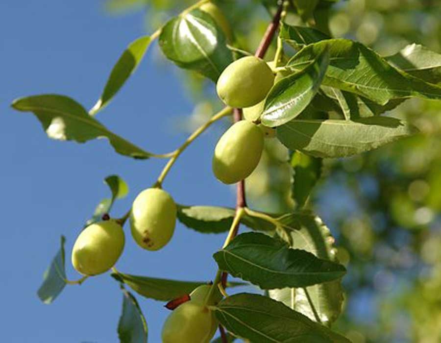 تجربتي مع السدر للعين وفوائده وطريقة استخدامه