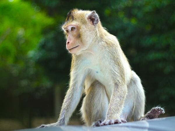 تفسير حلم رؤية القرد الصغير في المنام