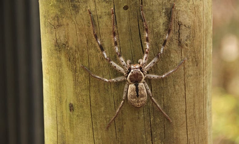 تفسير حلم رؤية عناكب صغيرة في المنام