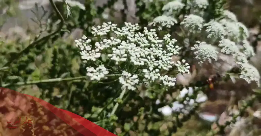 تجربتي مع بذرة الخلة والطريقة الصحيحة لاستخدامها