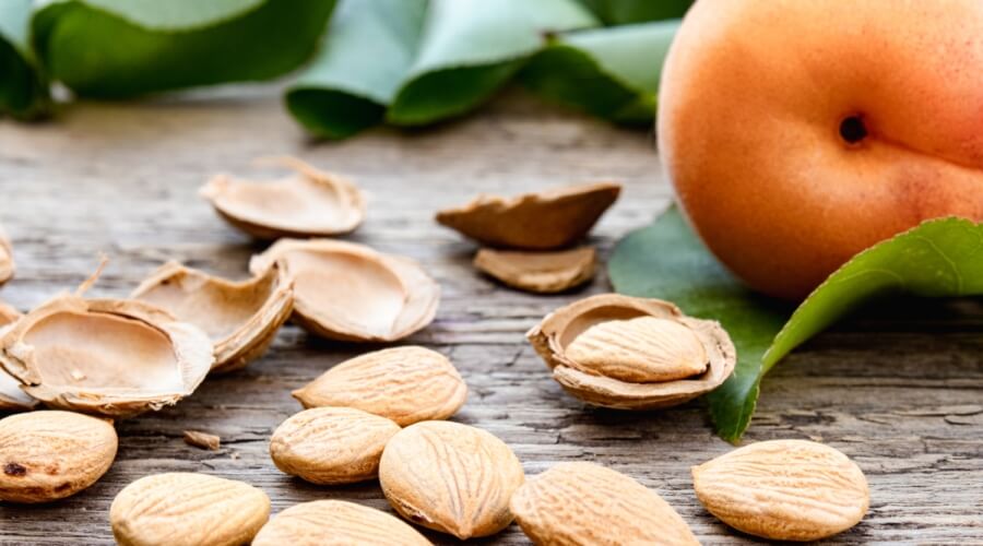 تجربتي مع بذور المشمش للسرطان وأهم فوائده وطريقة استخدامه