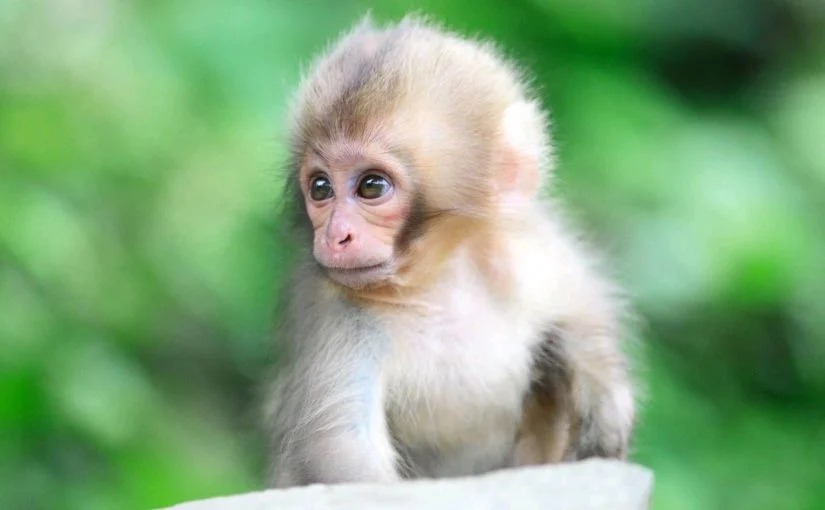 تفسير حلم رؤية القرد الصغير في المنام