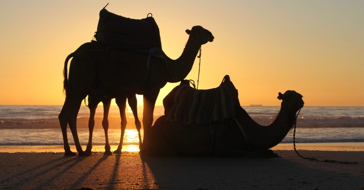 فوائد حليب الناقة لعلاج السحر والعقم والحسد والشعر والبشرة