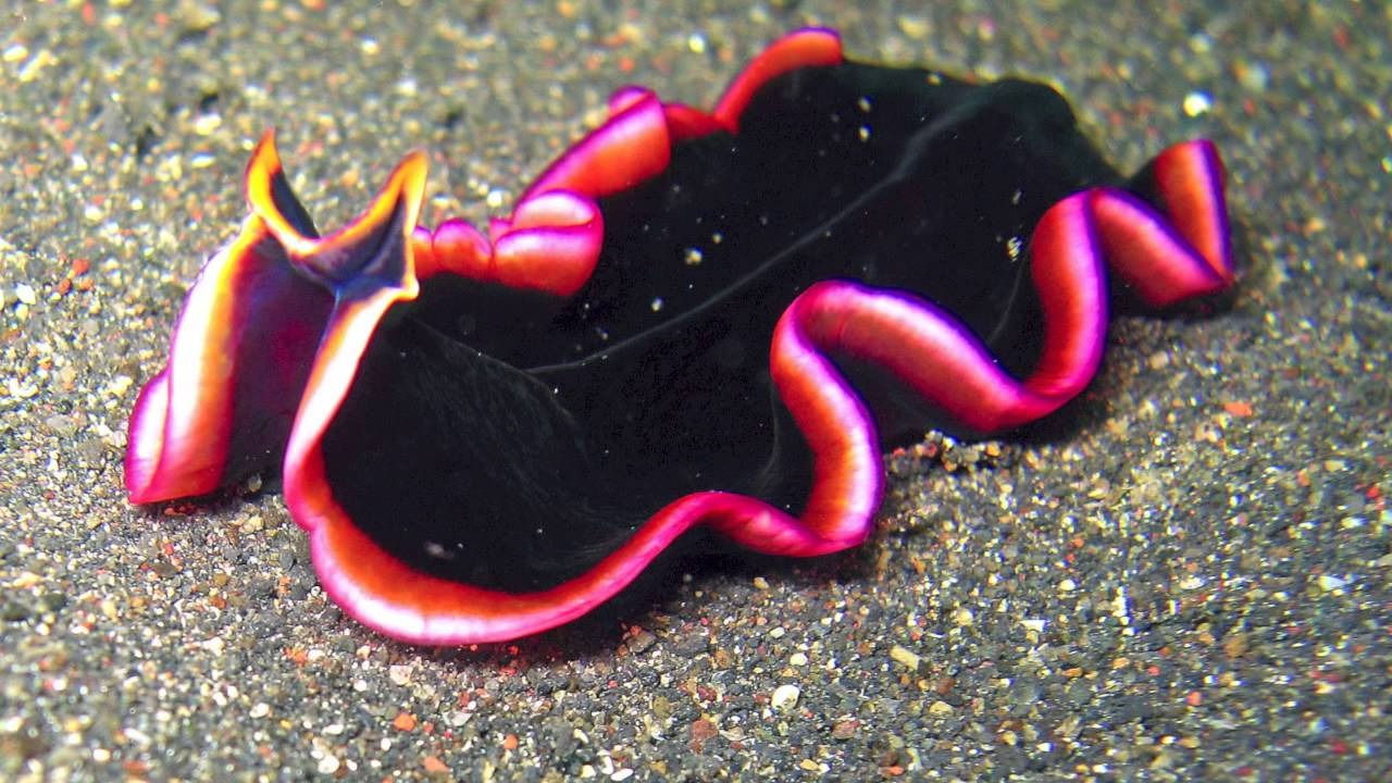 بحث عن الديدان المفلطحة وأين تعيش وكيف تتكاثر بالمقدمة والخاتمة