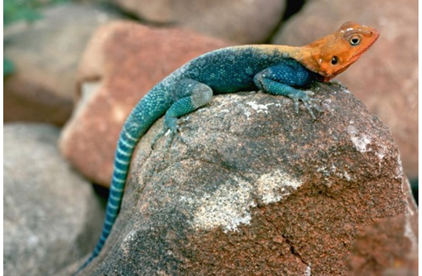 بحث عن الزواحف