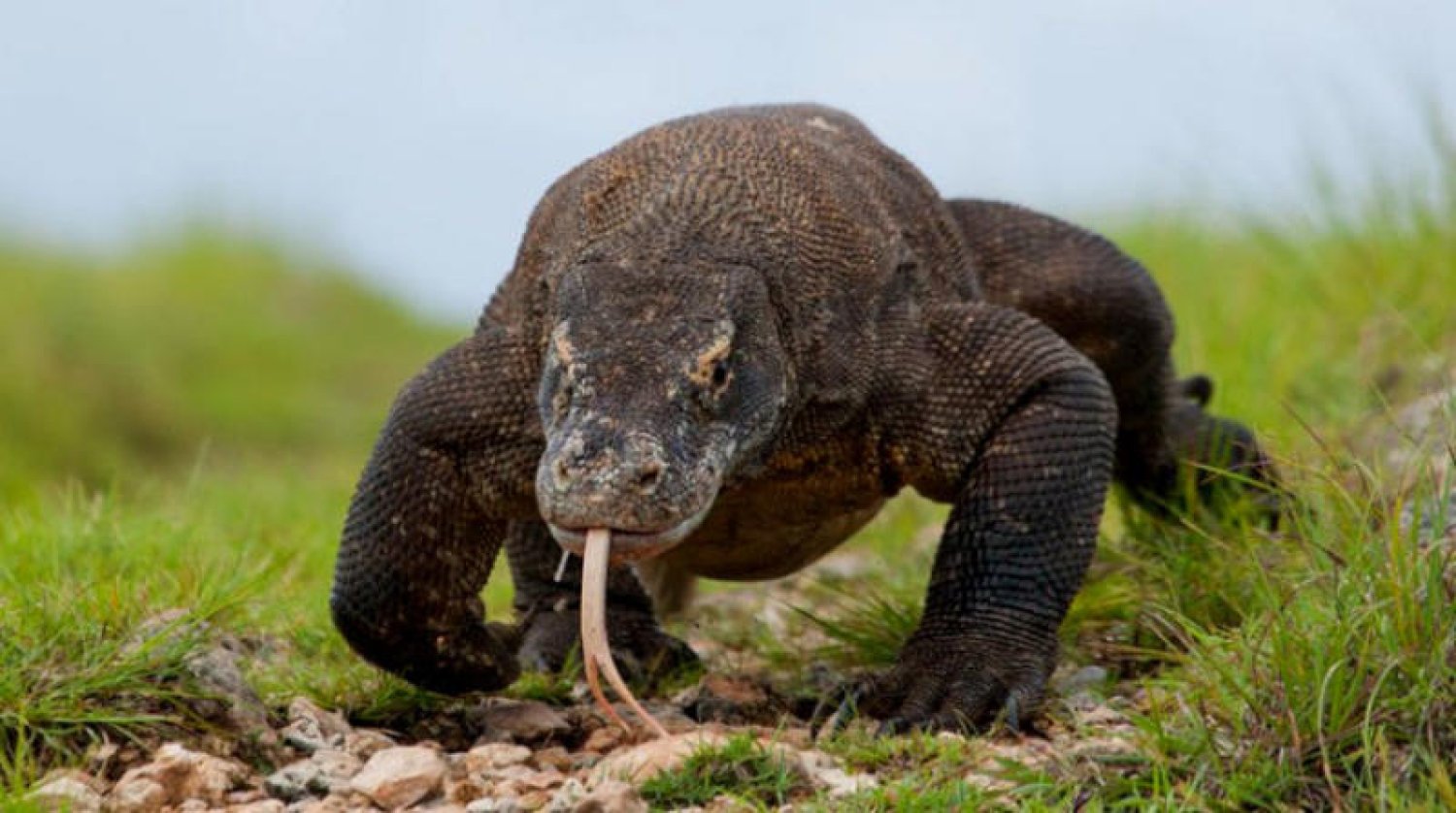 بحث عن الزواحف