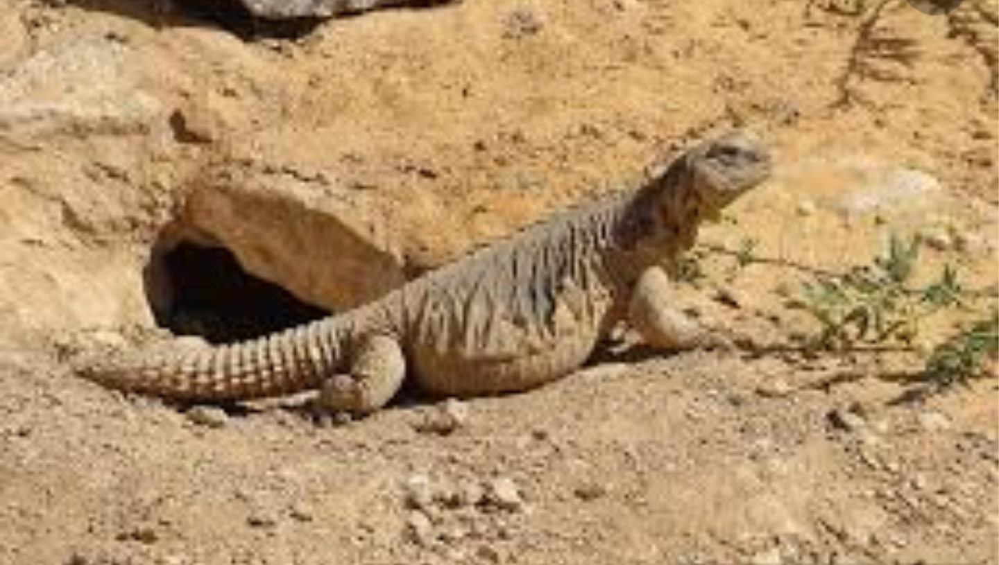 بحث عن الزواحف