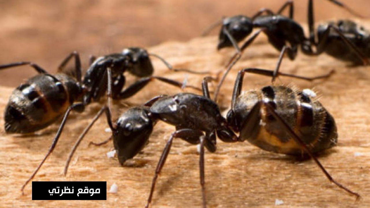 تفسير حلم رؤية النمل في المنام لابن سيرين والنابلسي