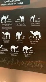 أي من المصطلحات التالية يطلق على الجمل عندما يكمل سنتين من عمره