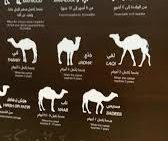 أي من المصطلحات التالية يطلق على الجمل عندما يكمل سنتين من عمره